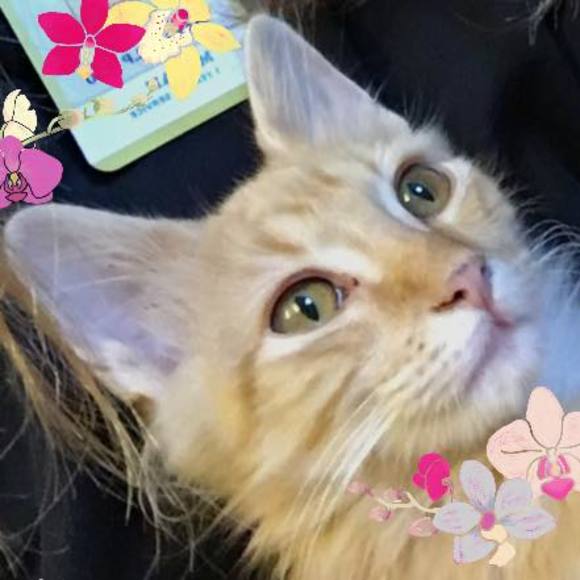 Meet your Posher, Megan - Picture 1 of 1